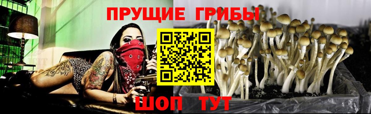 Псилоцибиновые грибы Cubensis Верхняя Салда